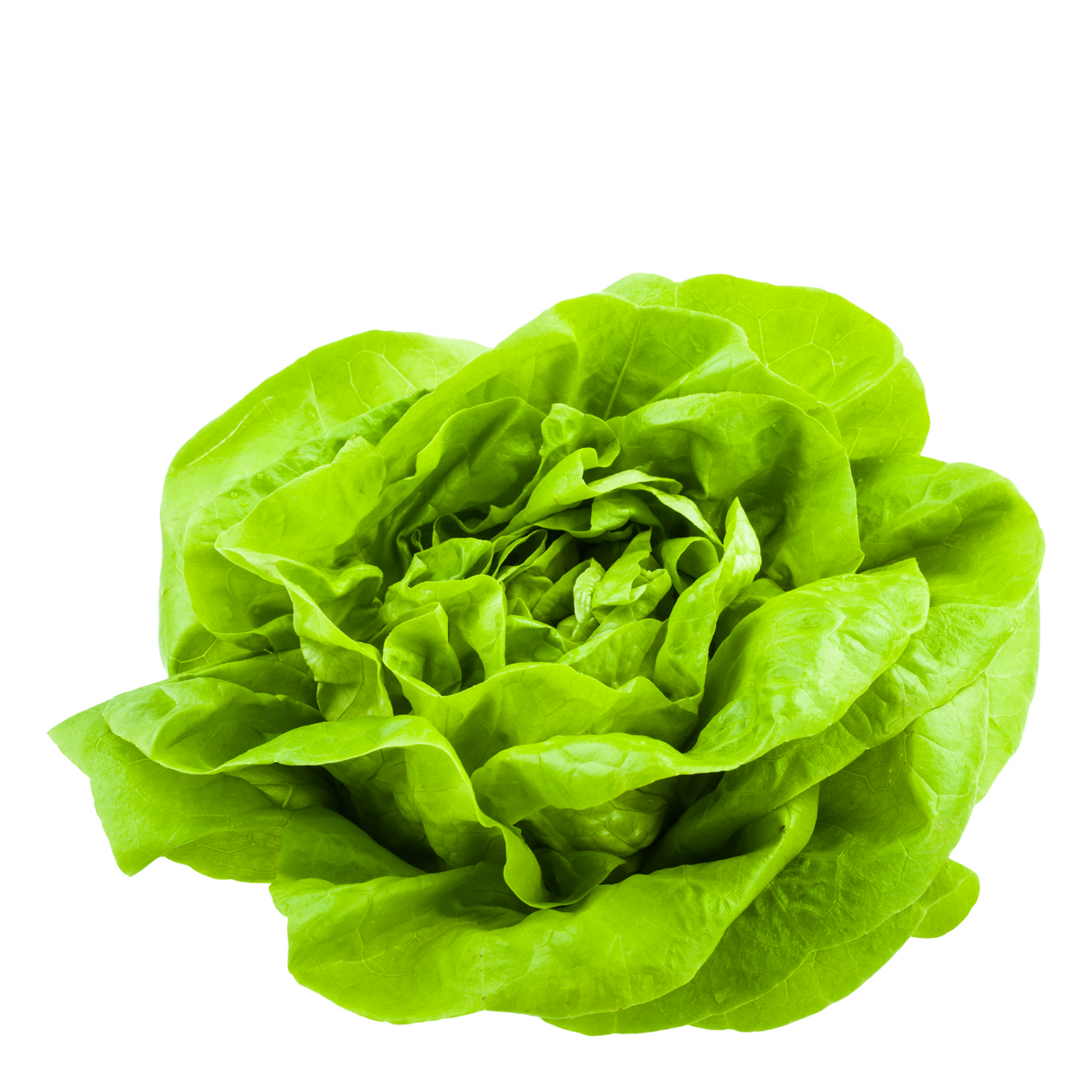 Lechuga Española, unidad