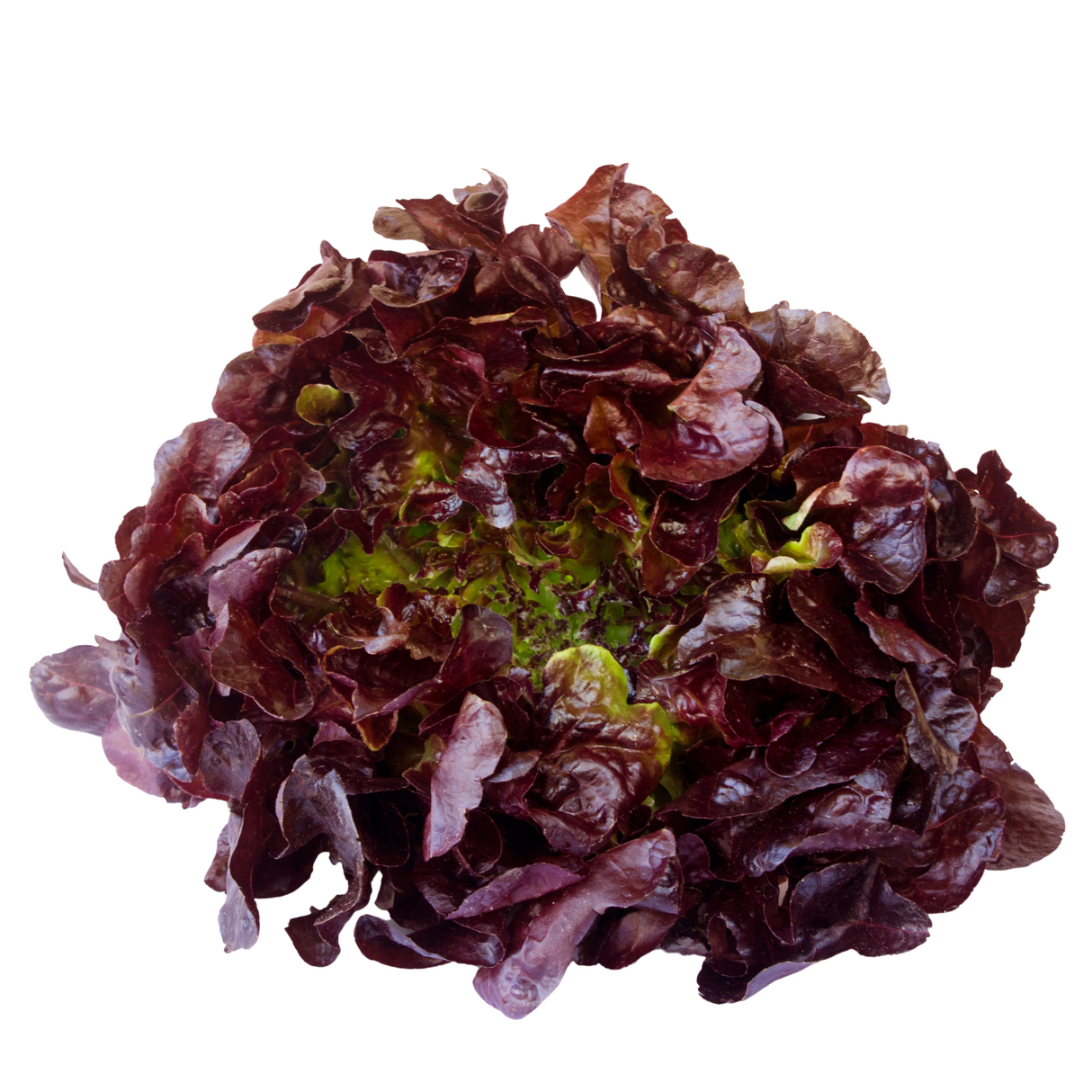 Lechuga Francesa, unidad