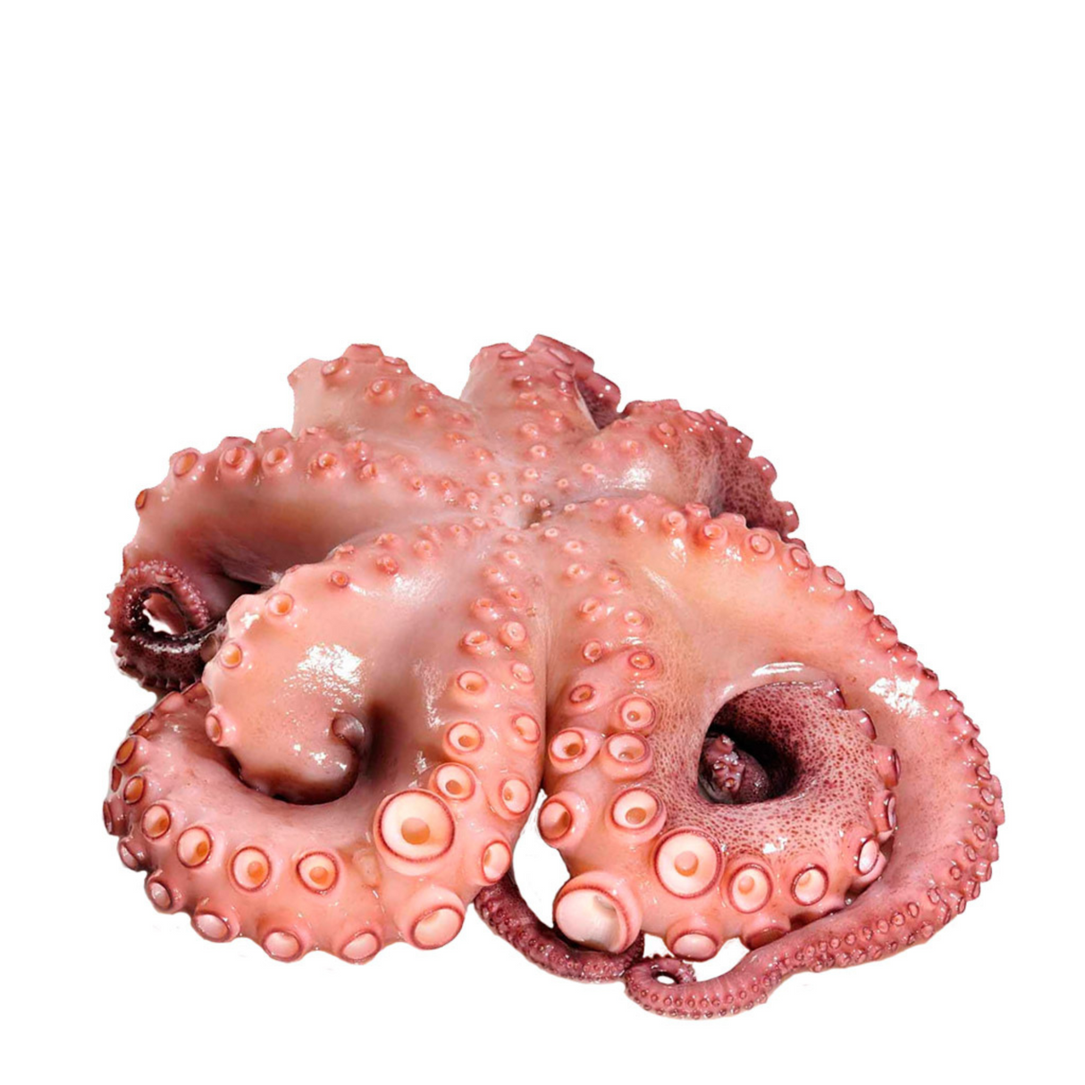 Pulpo, 1 kilo
