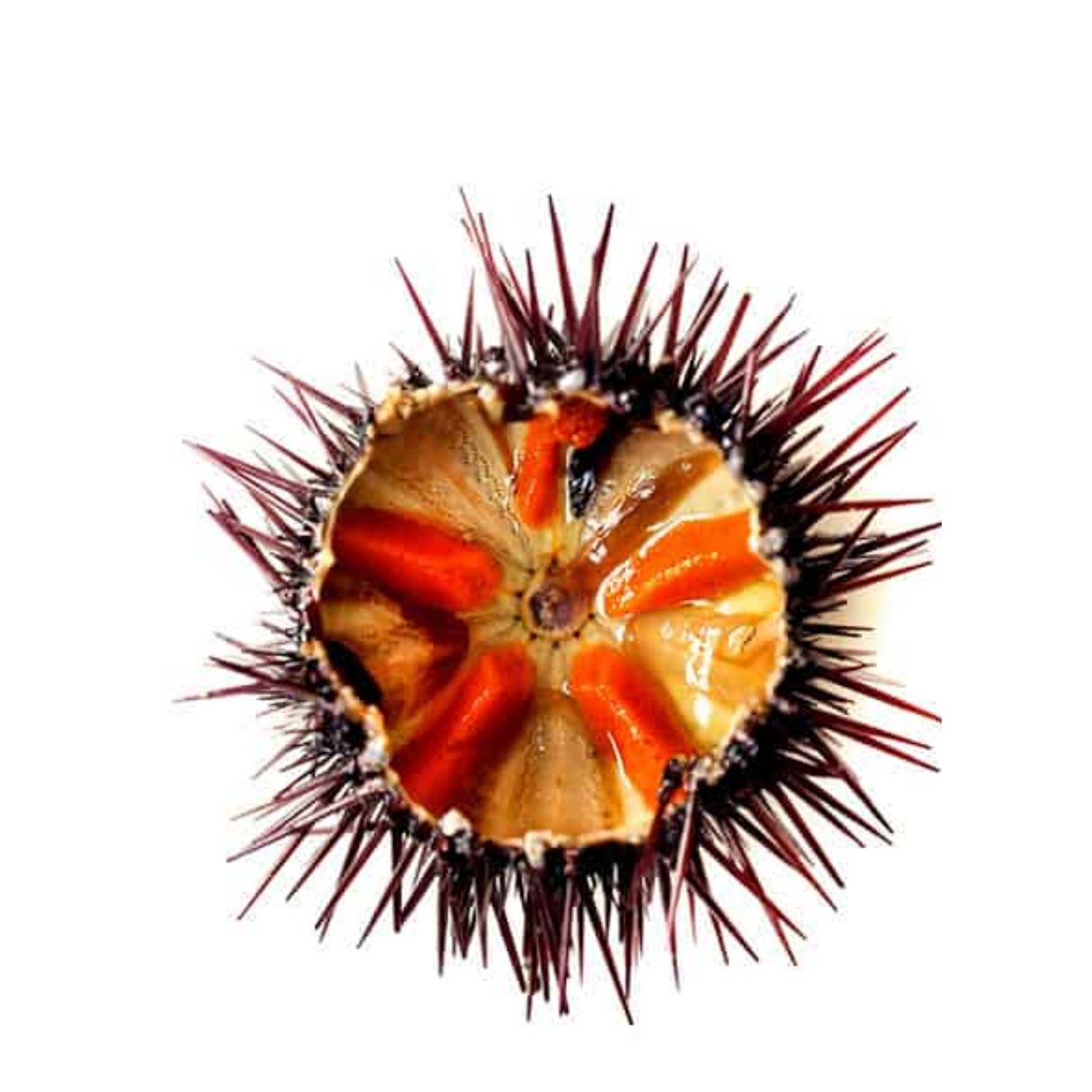 Erizos norteños, 1 kilo