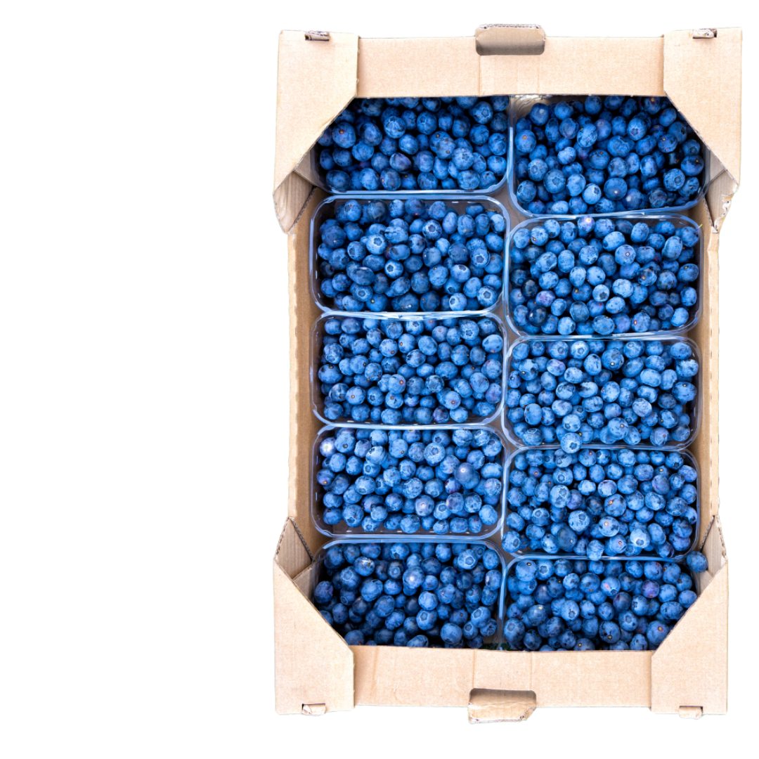 Arándanos Frescos, pack 3 kilos