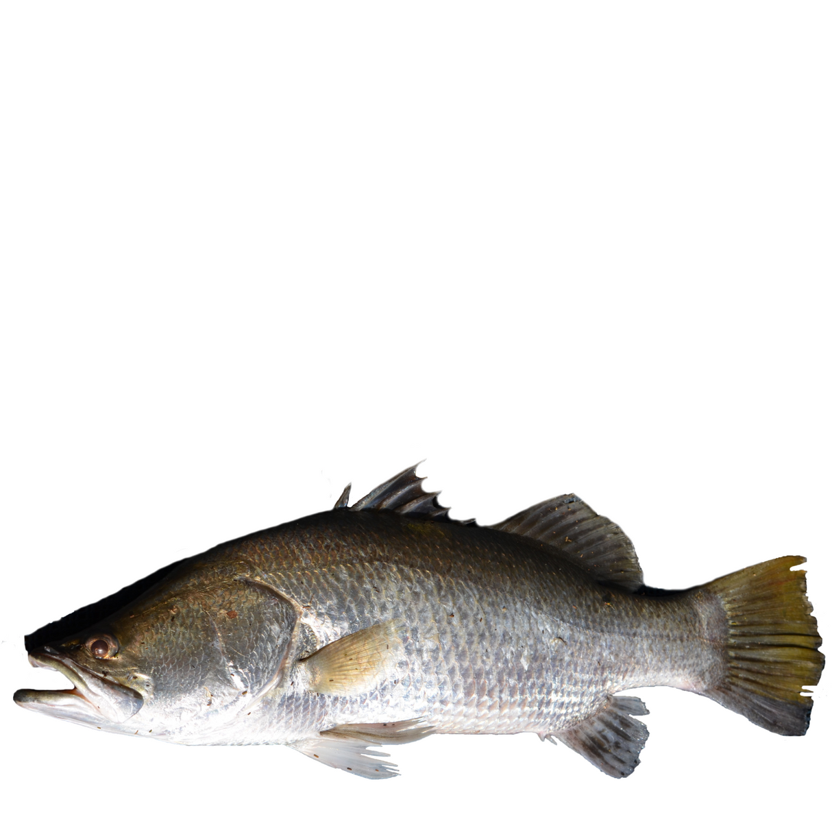 Salmón Entero, 1 kilo