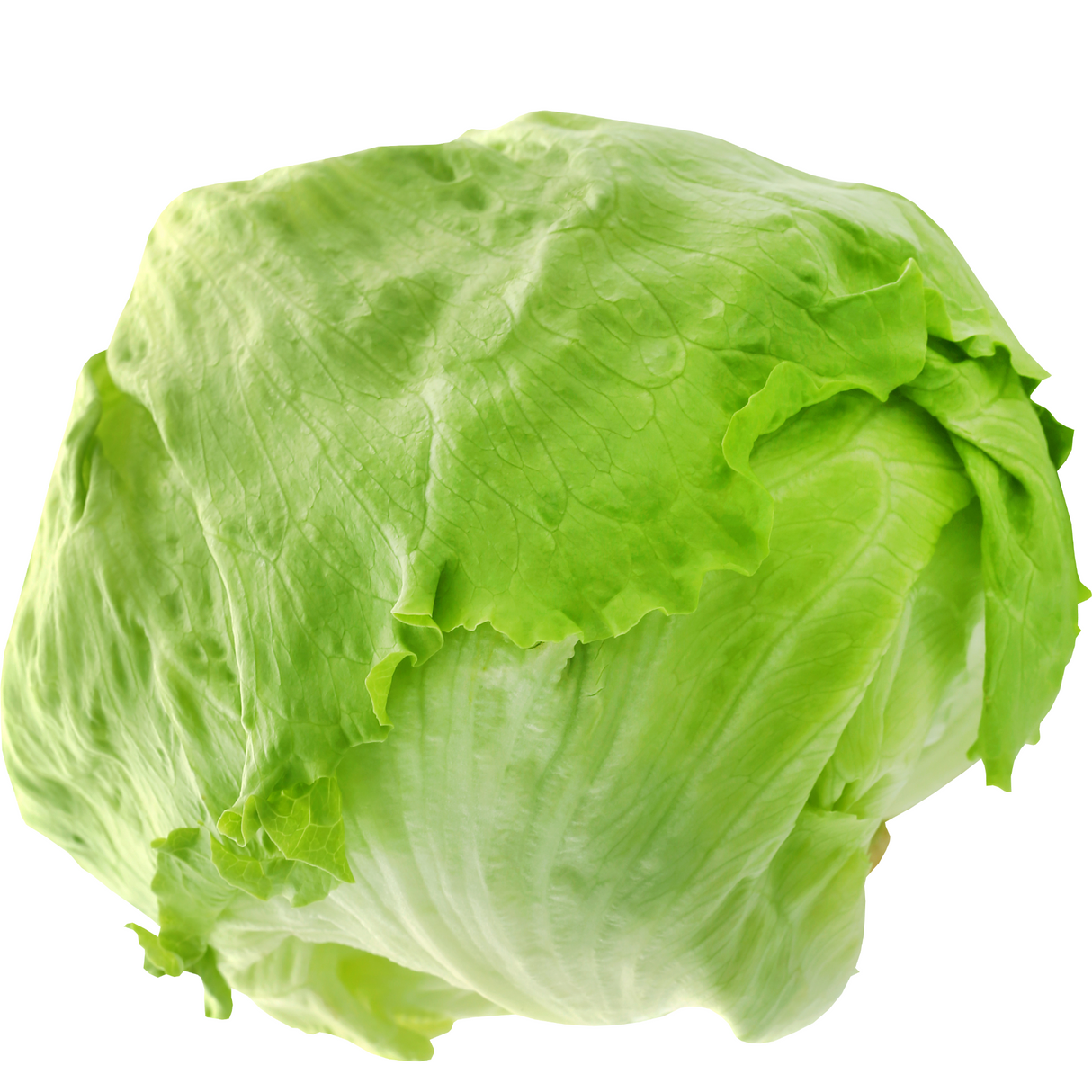 Lechuga Escarola, unidad