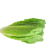 Lechuga Costina, unidad